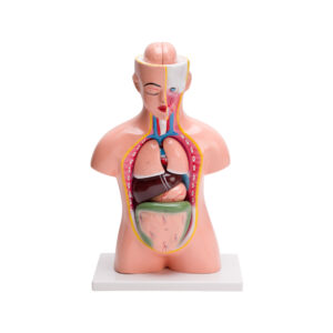HUMAN TORSO SMALL (9 PARTS)