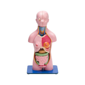 TORSO MODEL FEMALE SMALL (23 PARTS)