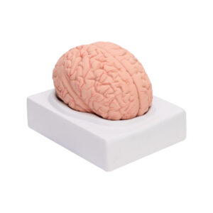 HUMAN BRAIN