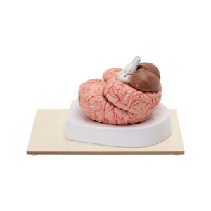 HUMAN BRAIN MODEL (8 PARTS)