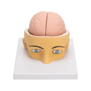 HUMAN HEAD & BRAIN