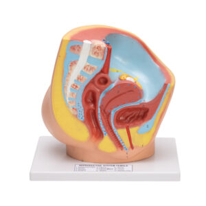 FEMALE PELVIS