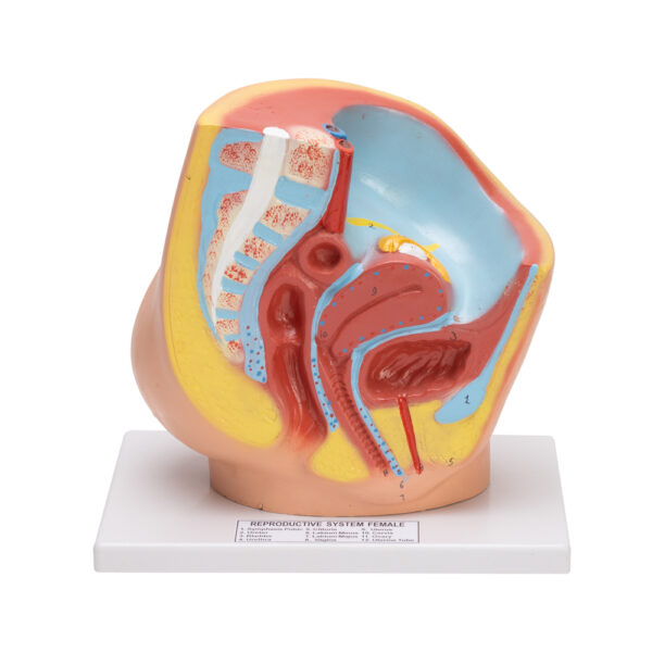 FEMALE PELVIS
