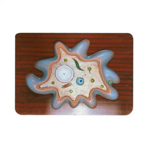 AMOEBA PROTEUS