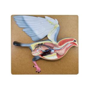AVIAN ANATOMY