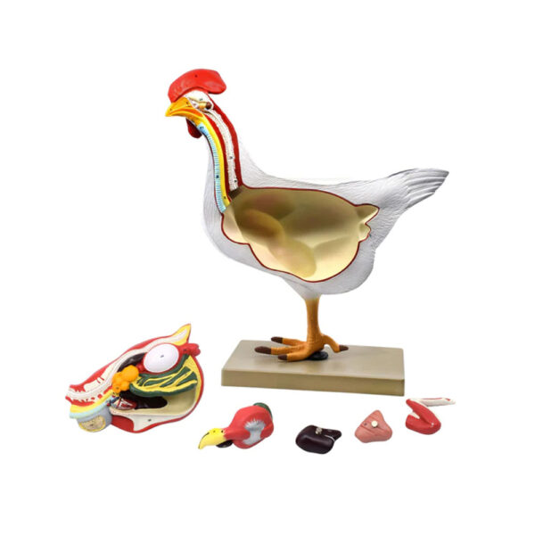 CHICKEN ANATOMY MODEL, 6 PARTS ? LIFE SIZE