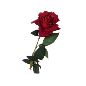 Beautiful Artificial Red rose flower  with green petals