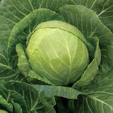 Cabbage small