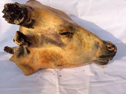 Cow Head (small) each