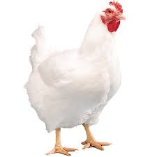 Full chicken broiler(3.14kg)