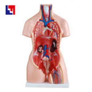 Biological Human Model