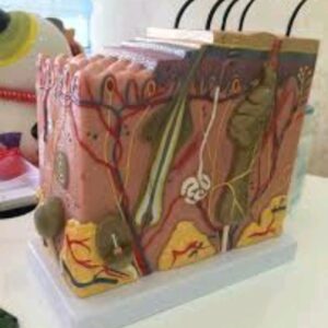 Human Skin Model