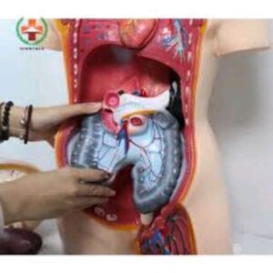 Scientific Human Torso Model