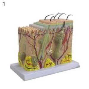 Anatomical Structure Of The Skin