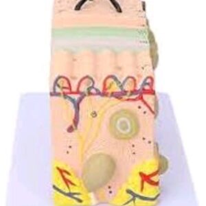 Skin Structure