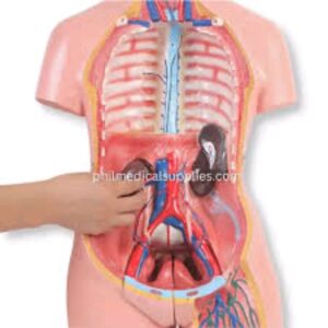 Human Body Model