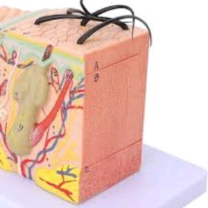 Skin Tissue Model