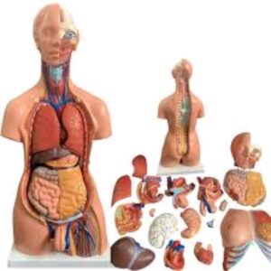 Male Torso Model