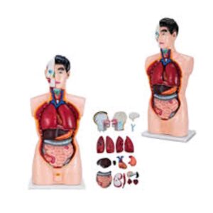 Human Anatomy Full Size