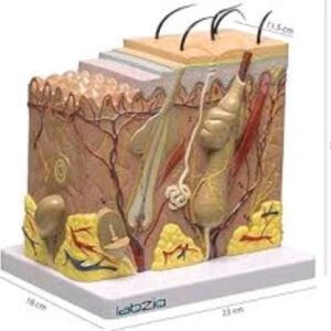 Biological Anatomy Of The Human Skin