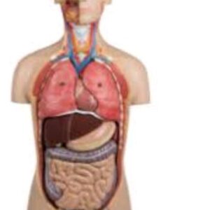 Male Torso Anatomy