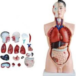 Anatomical Model
