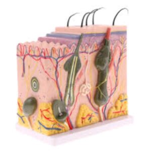 The Skin Anatomy