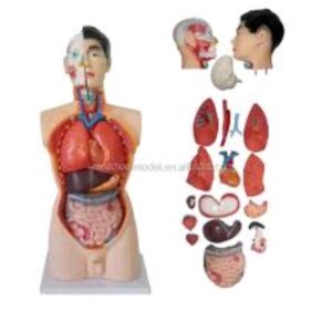 Human Body Anatomy