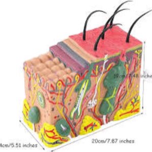 Skin Anatomical model Human