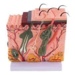 The Skin Tissue Model