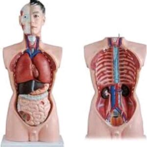 Human Torso Anatomy