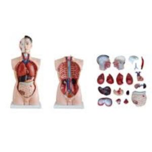 The Human Torso Model