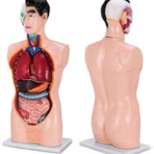 Human 85CM Male Torso
