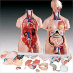 Medical Human Torso