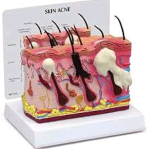 Biological Anatomy Of Human Skin