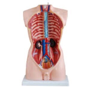85cm Human Torso Model