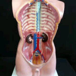 Human Torso Model (85 cm)
