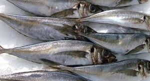 Kote fish per kg