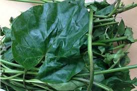 Utazi Leaf (per bunch)