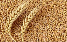 Wheat grains per mudu