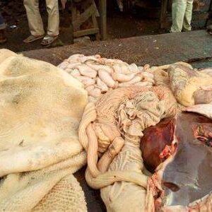 Goat intestine (big size)
