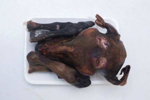 Goat head and legs  (medium size)