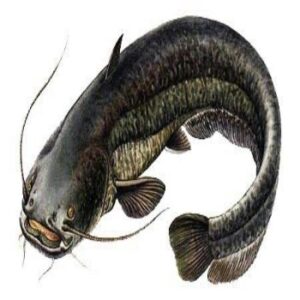 Cat Fish (1kg)