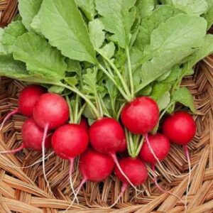 Radish (250g)