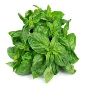 Basil Leaf