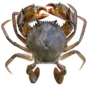 Crab Frozen (1kg medium size)