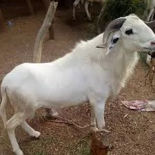Ram/Lamb
