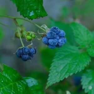 DEWBERRY FRAGRANCE OIL