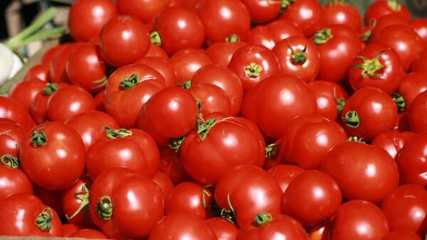 FRESH TOMATO
