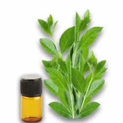 HENNA OIL